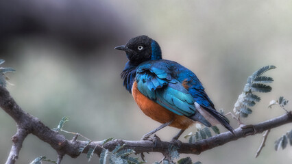 Savana wildlife in Tanzania - Serengeti National Park