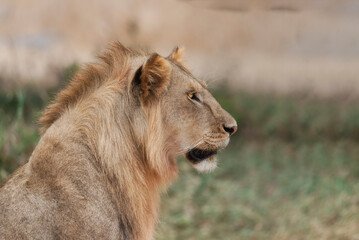 Savana wildlife in Tanzania - Serengeti National Park