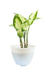 Dieffenbachia plant in white pot isolated on white background