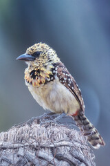 Savana wildlife in Tanzania - Serengeti National Park