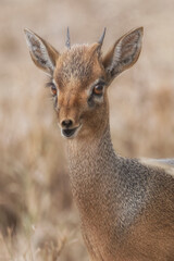 Savana wildlife in Tanzania - Serengeti National Park