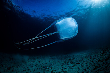 Box Jellyfish, Cape Town, South Africa