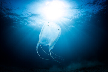 Box Jellyfish, Cape Town, South Africa