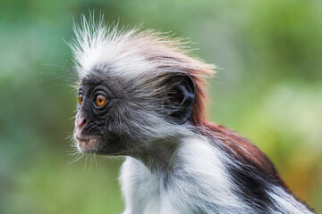 Red Colobus Monkey - Zanzibar - Tanzania