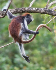 Red Colobus Monkey - Zanzibar - Tanzania