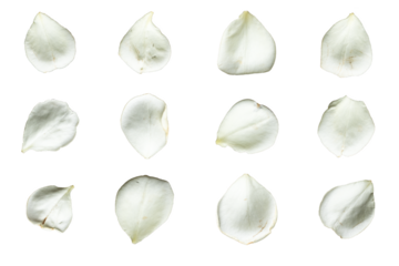 Set of 12 white rose petals on a white background or transparent