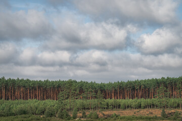 Pine forest and cloudy sky. Landscape with pine trees.
