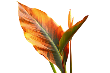 Green and yellow Canna Indica leaf isolated on transparent background - High quality PNG of tropical plant