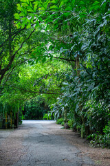 Tree tunnel in the garden. It's a path lined with tall trees that arch over your head like a natural canopy.