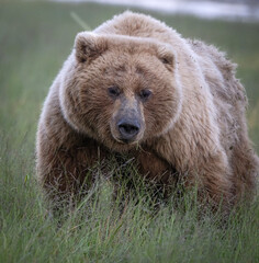 Brown Bear Sow Closeup