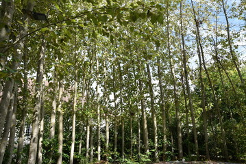 Obraz premium Haie de peupliers