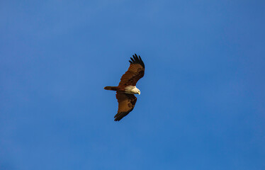Fly like a free falcon red bird