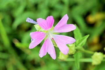 Fototapeta premium Pink mallow flower, Malva thuringiaca, close-up