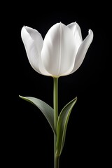 White tulip isolated on black