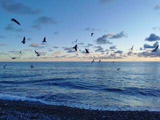 seagulls flying over the sea