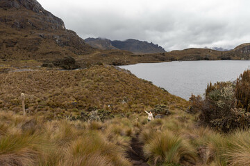 mujer senderista levantando los brazos en el camino de garcia moreno en el parque nacional cajas en...