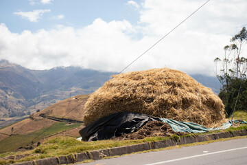 Torre de trigo lista para la extraer el grano en las montañas de las provincias del chimborazo