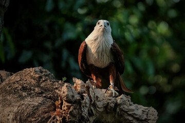 golden eagle portrait
