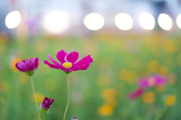 Purple cosmos  against the green blur leaves background and bokeh. A natural Cosmos field and beautiful landscape with copy space.