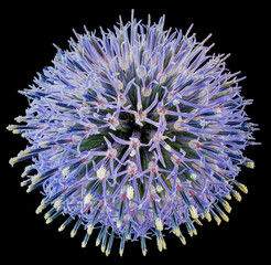 Macro view of Southern globe thistle (Echinops ritro) with black background. Popular garden...