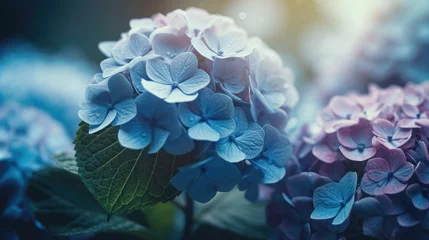Fotobehang Delicate natural floral background in light blue and violet pastel colors. Texture of Hydrangea flowers in nature with soft focus, macro. © Matthew