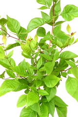 evergreen indian plant aegle marmelos bael leaves( golden apple, stone apple, wood apple)commonly...