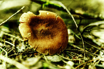 mushroom in the forest