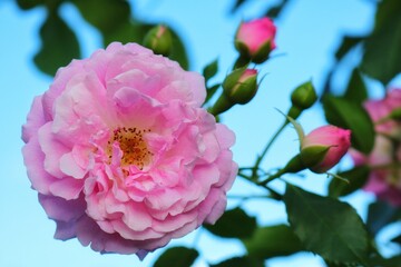 
Pink rose and green leaves against the blue sky