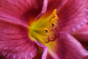 
Red daylily. Background texture