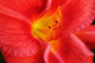 
Red daylily. Background texture