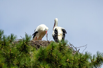 Couple de cigognes au nid