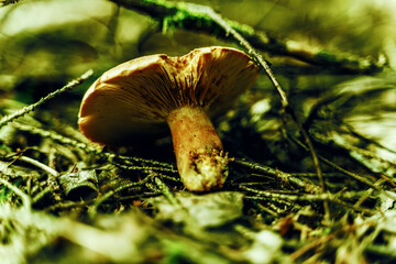 mushroom in the grass