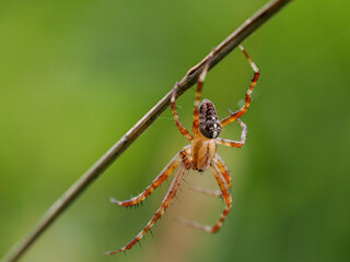 Spinne