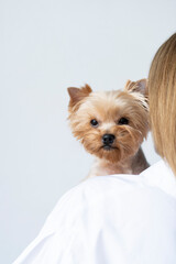 A Yorkshire terrier in the arms of an unrecognizable man. The dog looks directly into the camera with a copy space