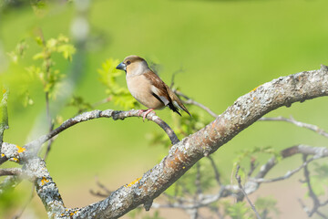 Hawfinch (Coccothraustes coccothraustes)