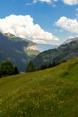 Fototapeta premium Swiss Alps in Switzerland in the Summer With Mountains Peaking Through the Clouds in the Background with Flower in the Foreground