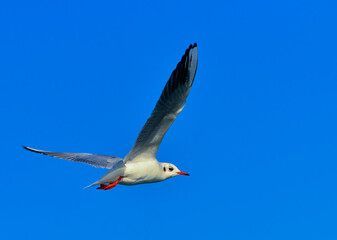 The black-headed gull (Chroicocephalus ridibundus) (Larus ridibundus), seagull