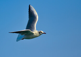 The black-headed gull (Chroicocephalus ridibundus) (Larus ridibundus), seagull