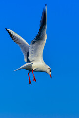 The black-headed gull (Chroicocephalus ridibundus) (Larus ridibundus), seagull