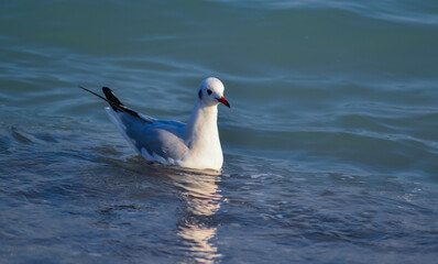 The black-headed gull (Chroicocephalus ridibundus) (Larus ridibundus)