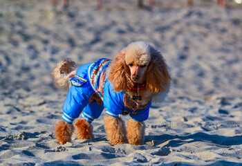 Miniature poodle in blue clothes runs on the sand on the beach