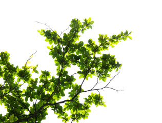 Green leaves with branch on transparent background (PNG File)