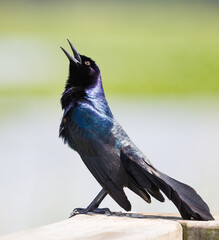 Boat-tailed Grackle, Florida.