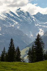 Trees Sitting Along a Hill in the Swiss Alps in Switzerland in the Summer with Mountains Peaking Through Clouds in the Background