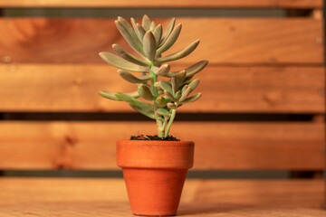 succulent plant terracotta pot and wooden background decoration