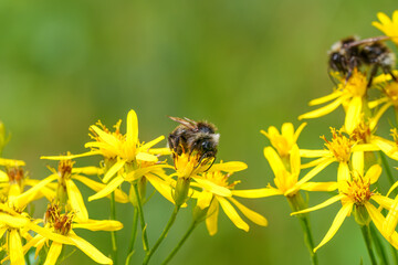 Colorful closeup on a fluffy Bohemian Cuckoo bumblebee, Bombus bohemicus, sitting on a yellow flower