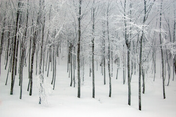 Snow covered trees on a cloudy and foggy winter day. Winter landscape from a heavy snowy winter period.