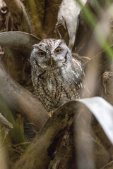 Screech Owl, Green Cay, Delray, Florida.