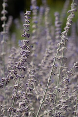 Naklejka premium nature