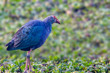 A Purple Swamphen